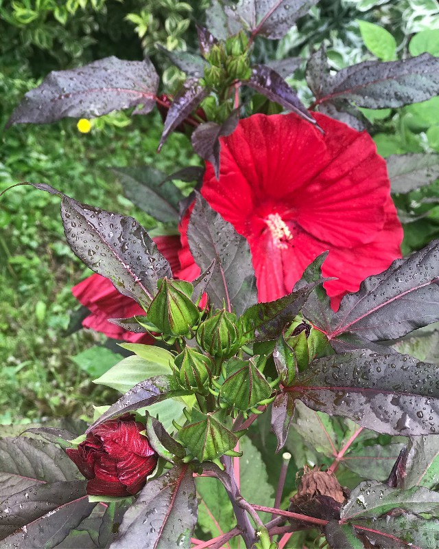 Hibiskus w naszym ogrodzie - herbata karkade