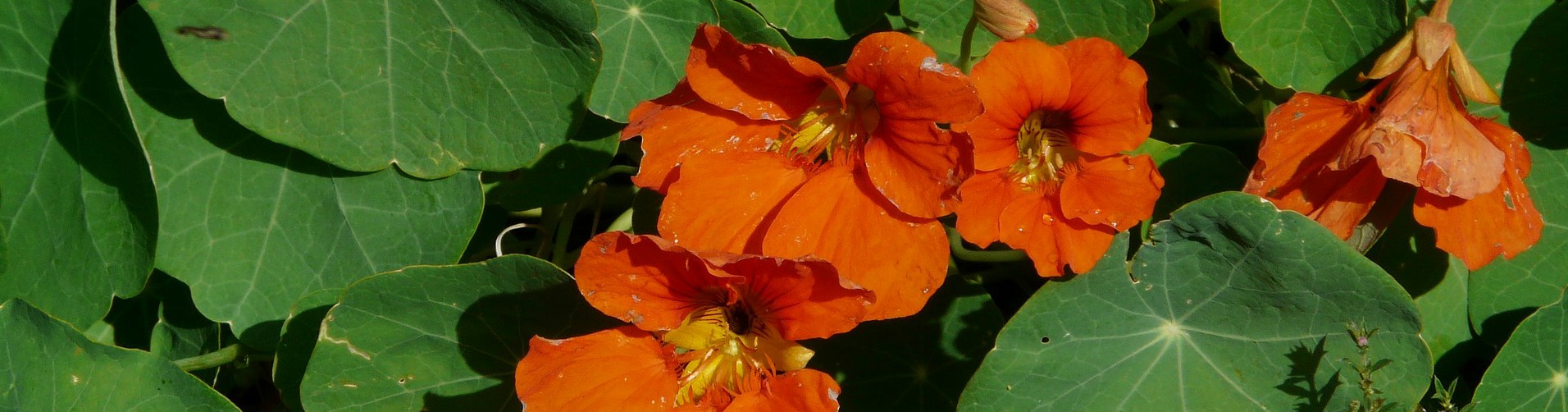 Nasturcja - naturalny antybiotyk - nalewka