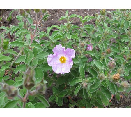 Czystek (Cistus incanus)