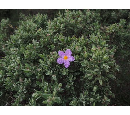 Czystek (Cistus incanus)