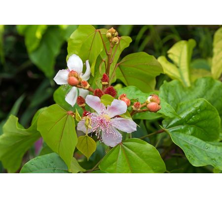 Achiote (Bixa orellana)