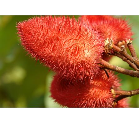 Achiote (Bixa orellana)