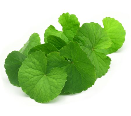 Gotu kola (Wąkrota) nać