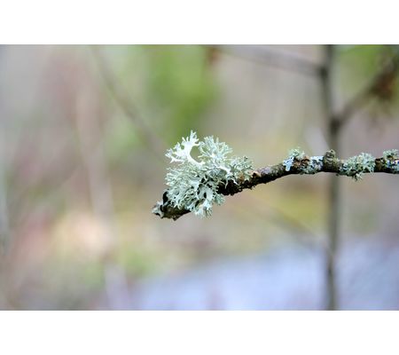 Herbik® Kaszluś syrop