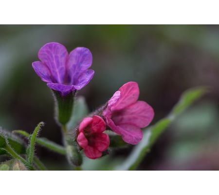 Herbik® Kaszluś syrop