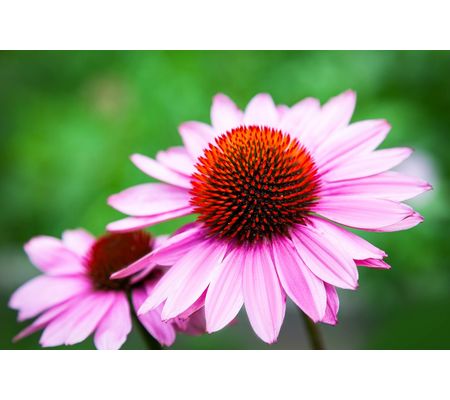 Echinacea (Jeżówka)