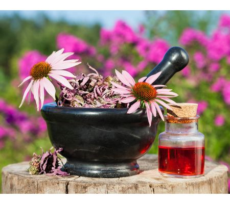 Echinacea (Jeżówka)